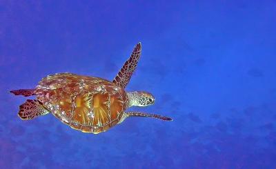 Tortue verte  - Baie de Tadine (Ile de Mar)
