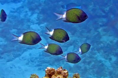 Chromis à queue blanche
Chromis chrysura