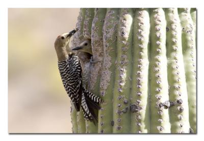 Gila Woodpecker 1.jpg
