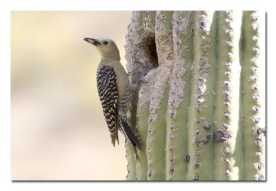 u26/tammie_and_russ/medium/43367925.GilaWoodpecker3.jpg