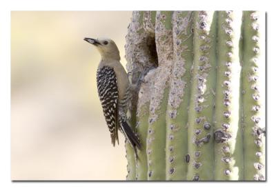 Gila Woodpecker 3.jpg