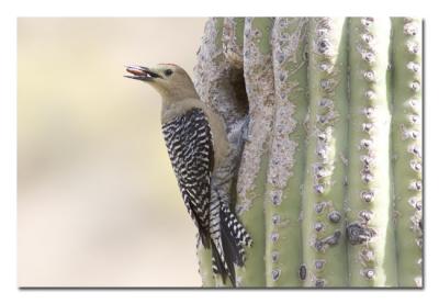 Gila Woodpecker 4.jpg