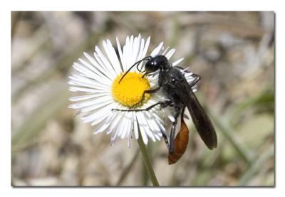 Wasp.jpg