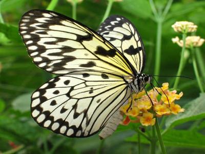 papillon2