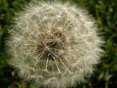 Dandelion