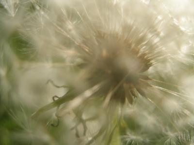 Dandelion