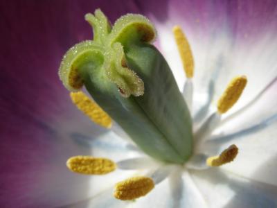 Inside a Purple Tulip