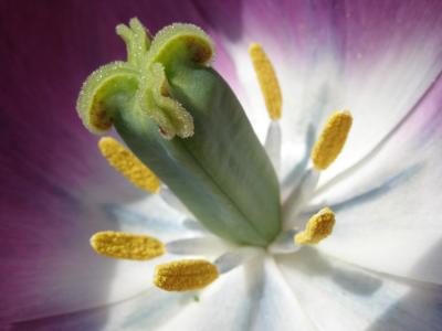 Tulip