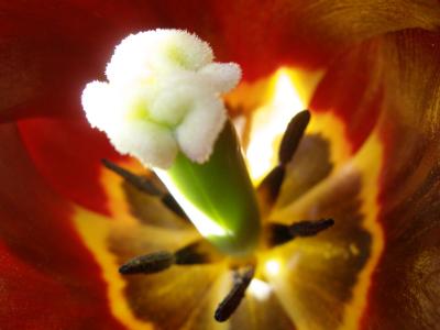 Tulip