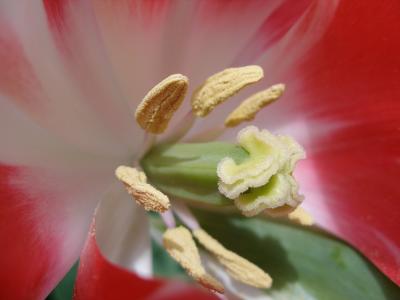 Tulip