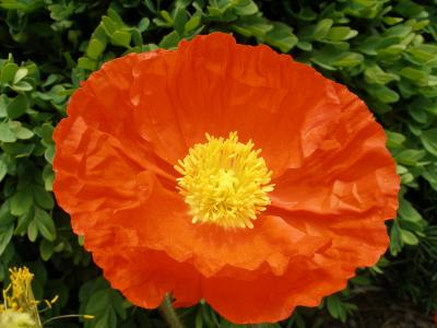 Orange Poppy