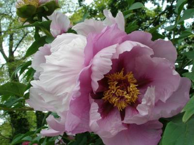 Peony