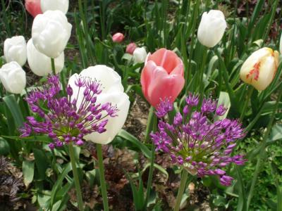 Tulips
