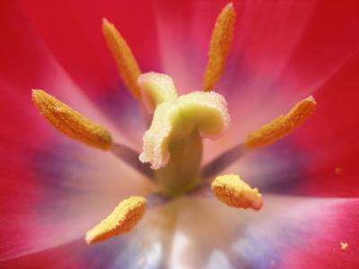 Tulip