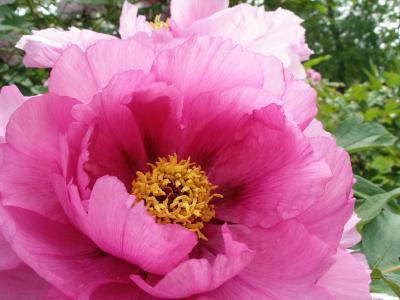 Pink Peony