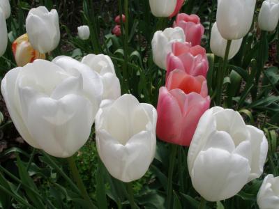 Tulip