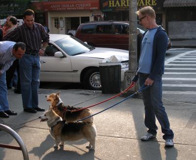 Corgies