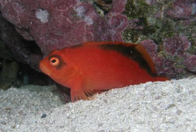 Flame Hawkfish