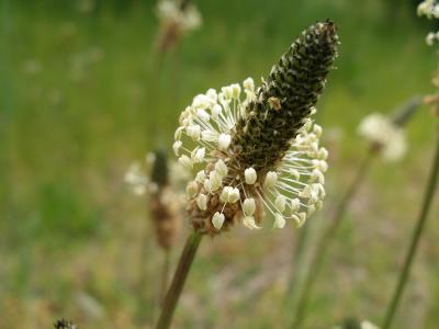 Weed Flower