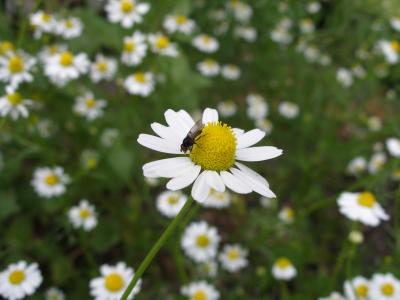 Fly on Daisy