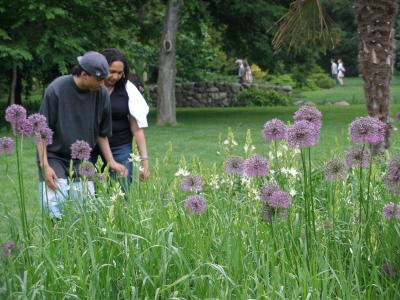 Brooklyn Botanical Gardens Onions?