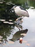 Patient Heron