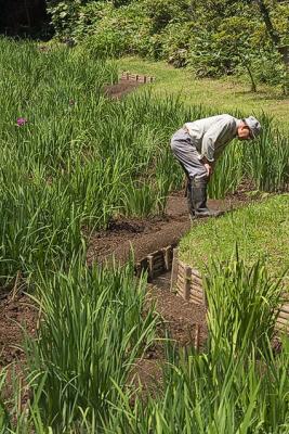 KY1U3167_iris-worker.jpg