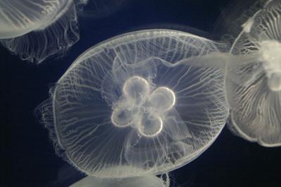 Jellyfish_crown.JPE