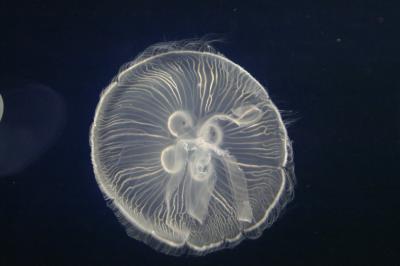 Jellyfish3 copy.jpg