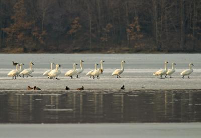 Spring 2005 Trumpeter swans