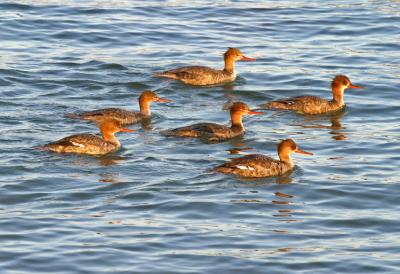 Mergansers