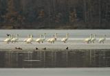 Spring 2005 Trumpeter swans