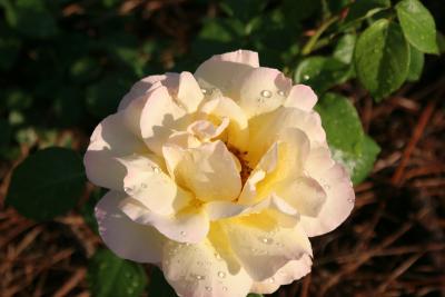 IMG_0260.JPG