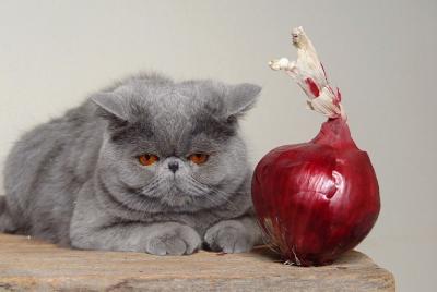 Cat + Red Onion