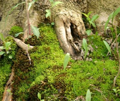 moss around tree roots