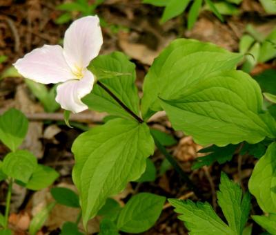 pink trillium