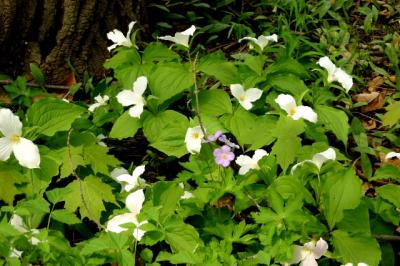 white trillium with orchid flower