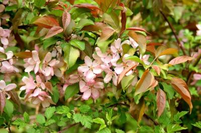 flowering tree