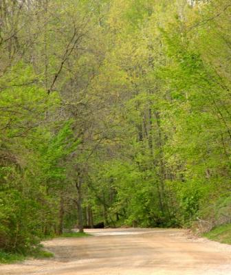 down the road under green canopy