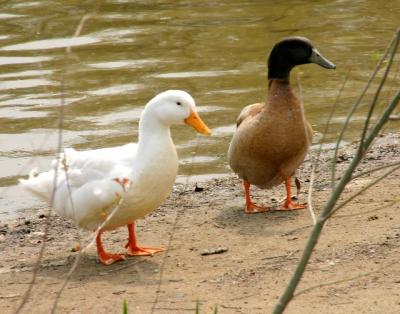 white duck and friend