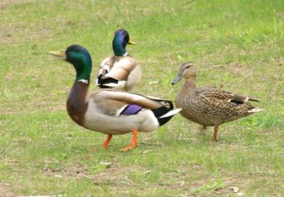 quacking mallard drake and friends