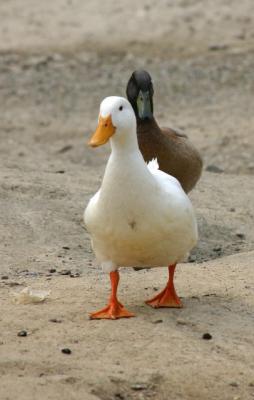 white duck and friend