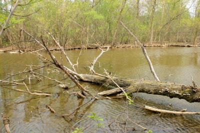 fallen trees