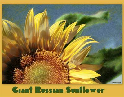 Giant Russian Sunflower