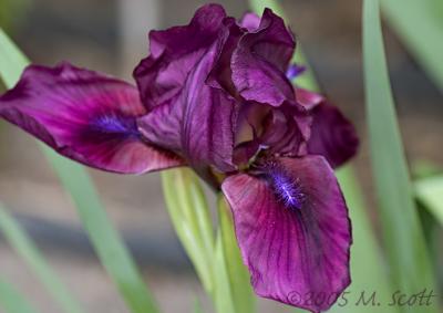 Iris_6792.jpg