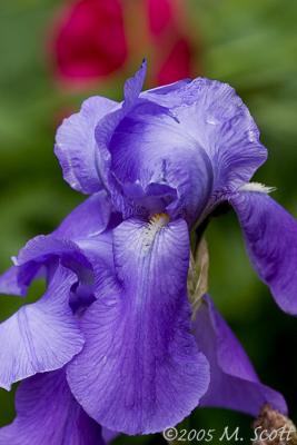 Iris_6841.jpg