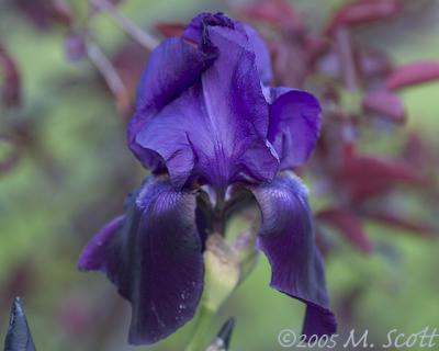 Iris_7153.jpg