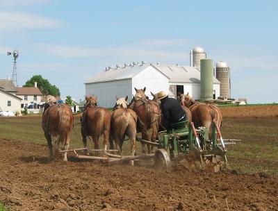 Amish Plowing
