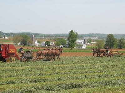 Amish Baling Raking Hay