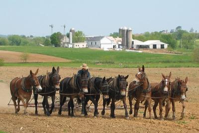 Amish 8 Mule Power